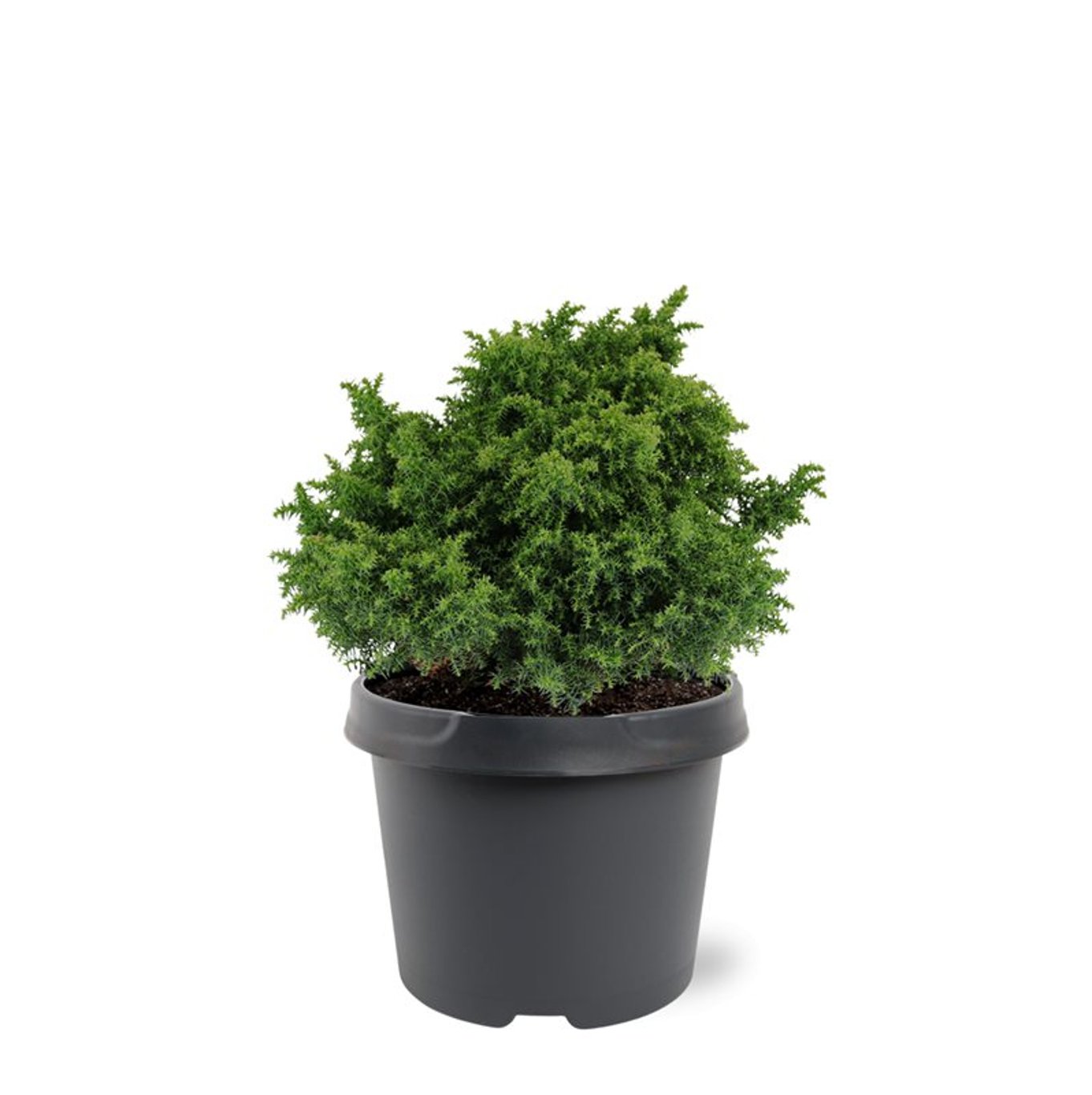 Japansk kryptomeria – Cryptomeria japonica 'Yokohama' - C3 20-25 CM